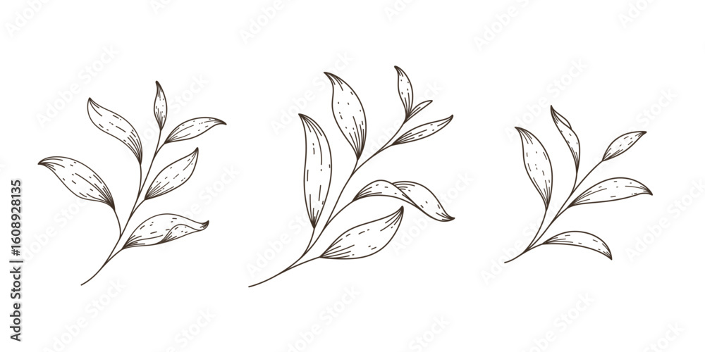 Tea leaves. Set of branches with leaves. Contour vector illustration. Decoratie twig.