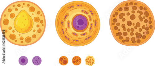 Colorful illustration of cell structure and organelles, showing nucleus, cytoplasm, mitochondria, and other components in detailed, isolated view for educational purposes flat vector illustration