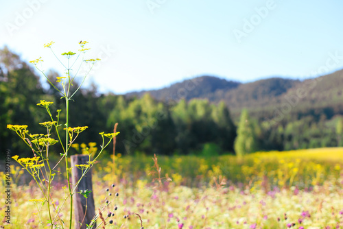 Fototapeta Naklejka Na Ścianę i Meble -  Scenic summer view of a lush green meadow stretching toward a dense forest in the background vibrant grasses and wildflowers
