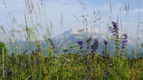 Summer meadow and mountains on horizon. Grande Tete de L'Obiou, Dauphine Prealps in Alps, department of Isere in France Europe.
