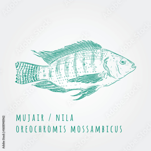 Tilapia fish hand drawn art, vector illustration 