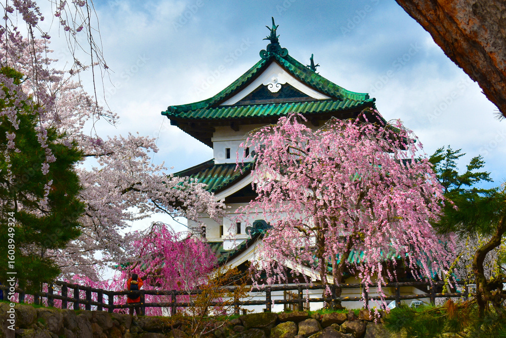 Fototapeta premium 弘前城とサクラ