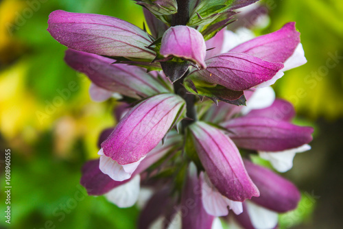 A flower with a purple and white color. The flower is in a green background. The flower is in the middle of the image