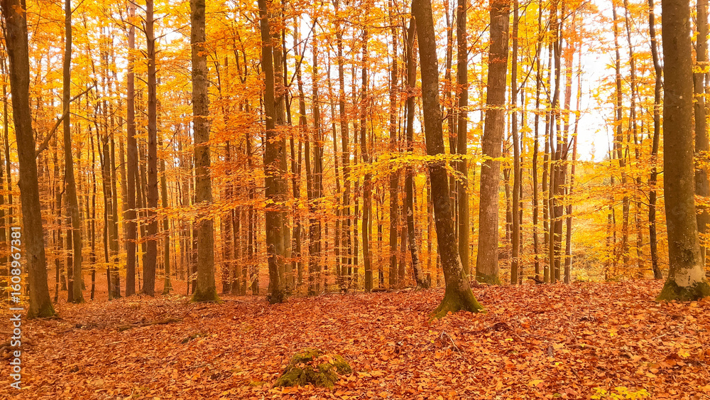 Fototapeta premium Autumnal forest at sunny day.