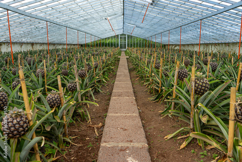 Ananas plantation in a greenhouse in the Azores, showcasing rows of ripe pineapples under controlled cultivation conditions.