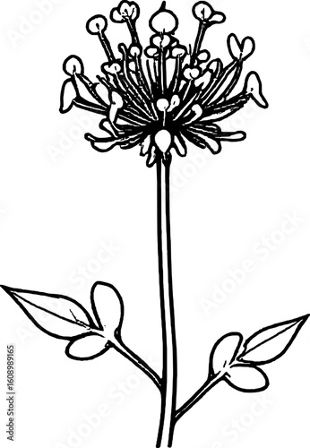 Elegant Graphic Of An Allium Flower With Stalk And Leaves On A White Background
