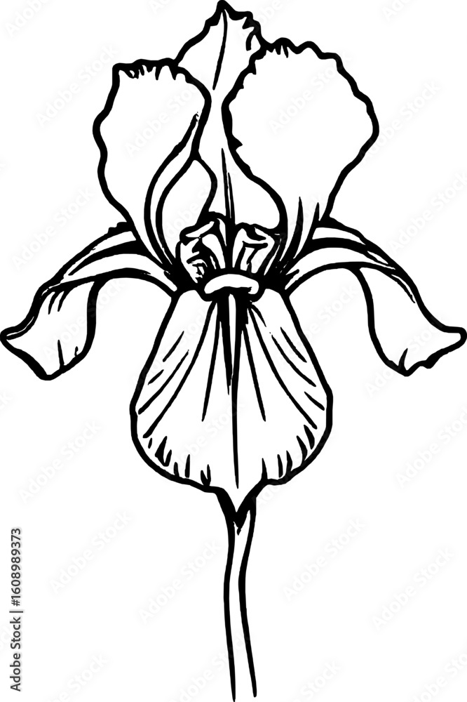 Obraz premium Elegant Graphic Depiction of a Solitary Blooming Iris on an Isolated White Background