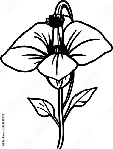Elegant Black And White Line Art Illustration Of A Nodding Trillium Flower Blossom