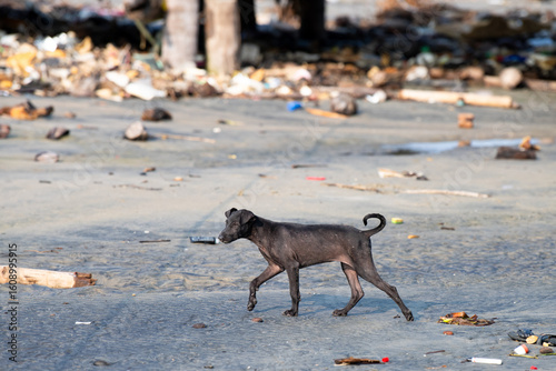 Sticker Homeless street dogs on the beach of Kochi, India, abandoned and unhappy, stray