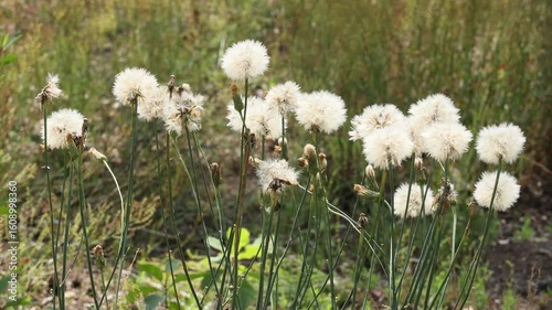 Field plants sway in the wind in sunny weather
