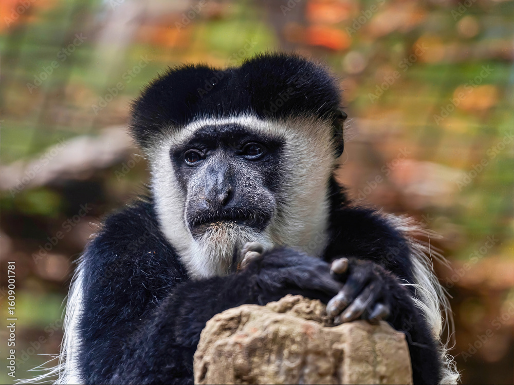 Obraz premium Colobus Monkey Resting on Rock