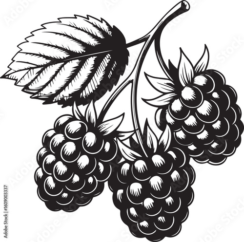 Blackberries with leaf blackberry fruit
