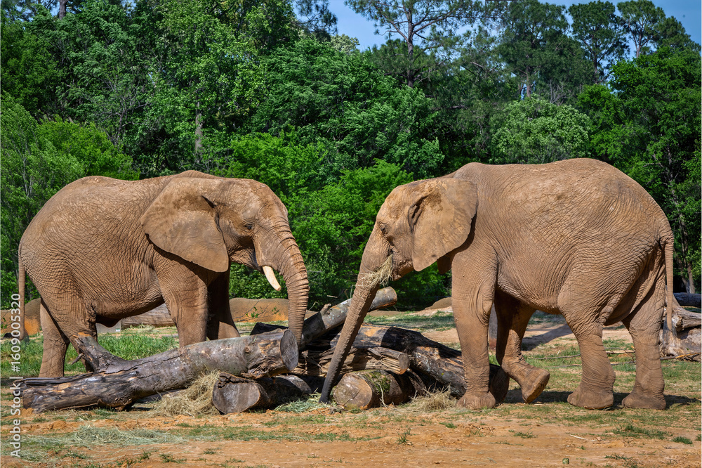 Fototapeta premium Elephants Interacting at Log Pile