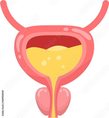 Male Bladder 