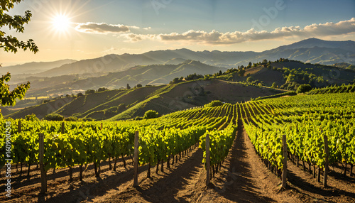 Le soleil couchant sur un paysage viticole