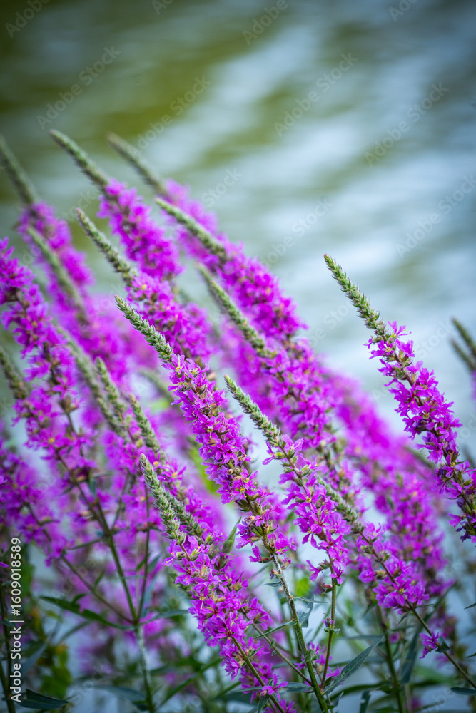 Obraz premium Wild flowers