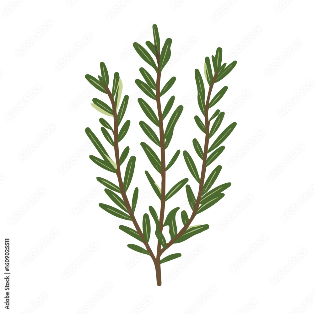 Fototapeta premium My Simple flat 2D icon of green rosemary branch isolated on a white background, vector design, ideal for animation, vector, web design, digital illustrations, and minimalism. EPS format, vector 