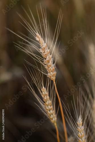 Golden Wheat Stalks Silhouetted Against a Warm Sunset