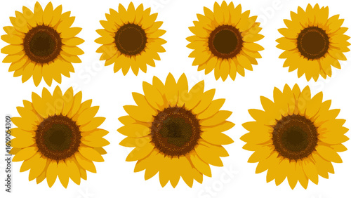 Collection of vibrant sunflower illustrations isolated on a white background. Botanical summer floral design elements.