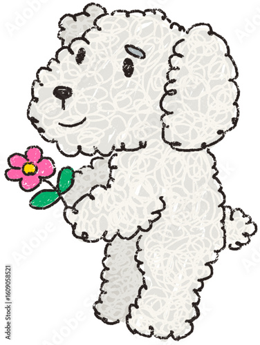 Poodle puppy