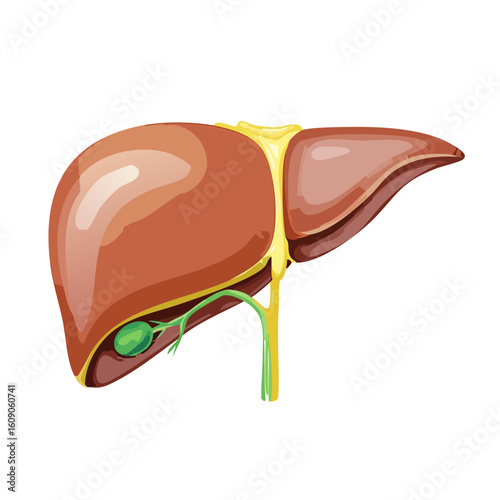 Human Liver Isometric Icon