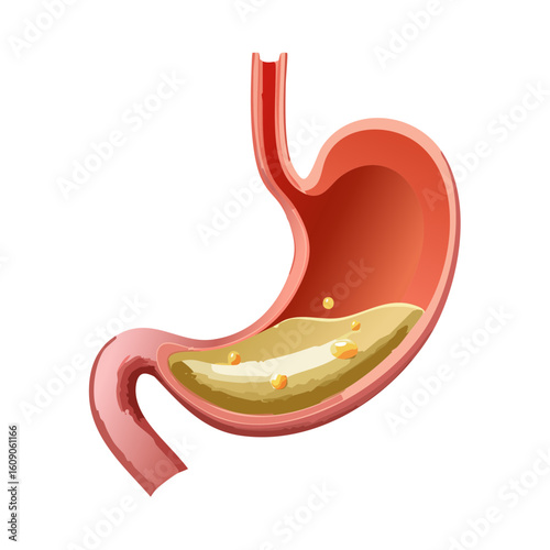 Human Stomach Cross-Section with Acid Isometric Icon