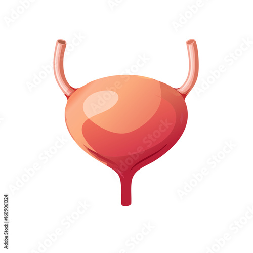 Human Bladder Isometric Icon