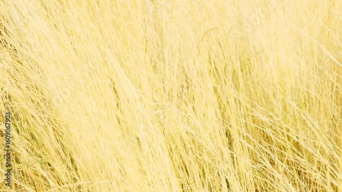 Wallpaper Mural Close-up of golden dry grass swaying in the wind. Filmed in Athens, Greece. Yellow tones suggest drought or maturity. No people, texture background, natural movement Torontodigital.ca