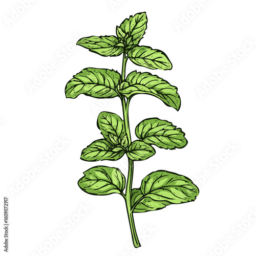 Simple hand-drawn green Lemon Balm. Trendy abstract minimal style. Natural fresh. Vector illustration isolated on white background, vector illustration,  EPS format