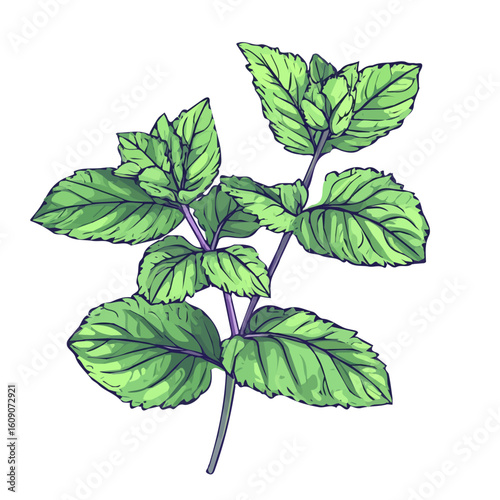 Simple hand-drawn green Lemon Balm. Trendy abstract minimal style. Natural fresh. Vector illustration isolated on white background, vector illustration,  EPS format
