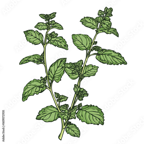 Simple hand-drawn green Lemon Balm. Trendy abstract minimal style. Natural fresh. Vector illustration isolated on white background, vector illustration,  EPS format
