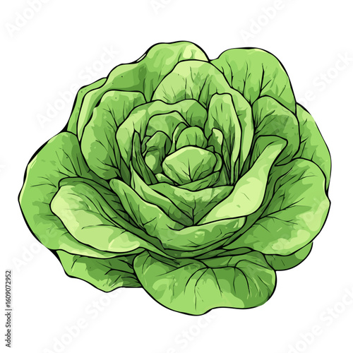 Simple hand-drawn colorful Lettuce. Trendy abstract minimal style. Natural fresh. Vector illustration isolated on white background, vector illustration,  EPS format