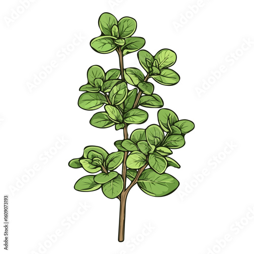 Simple hand-drawn green Oregano. Trendy abstract minimal style. Natural fresh. Vector illustration isolated on white background, vector illustration,  EPS format