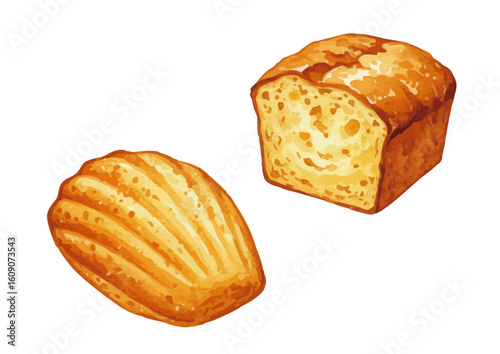 Vector watercolor Baked goods, Madeleine,　pound cake / 水彩テイストのマドレーヌ・pound cakeイラスト