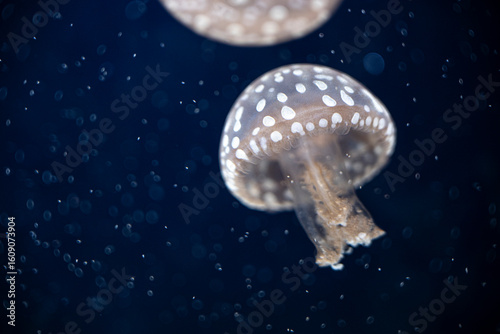 Fototapeta Naklejka Na Ścianę i Meble -  jellyfish in the dark
