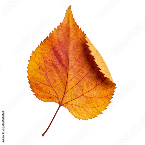 Single autumn leaf with warm colors and crisp texture, isolated on white/transparent background—perfect for elegant seasonal poster and product designs.