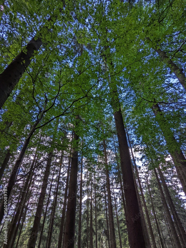 Obraz premium black forest trees