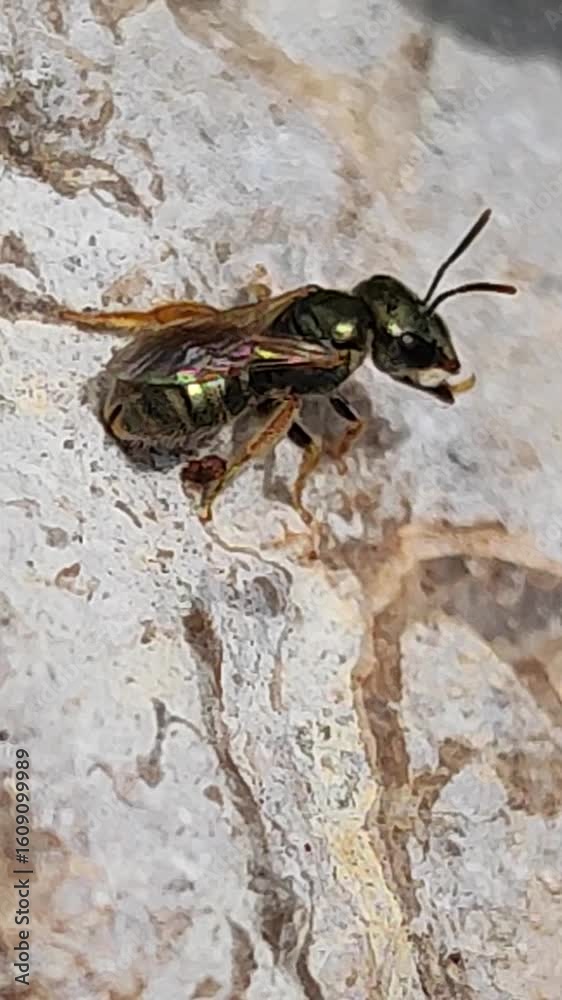  Augochloropsis metallica. Abeja de sudor verde metálico. 