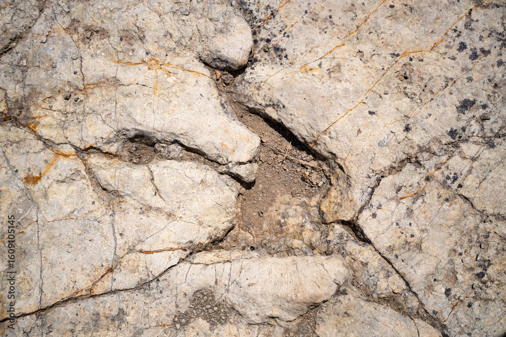 Naklejka premium Trace, Dinosaure, alligaurus, Megalossaurus, Mongisty, Montjaux, 12, Aveyron, France