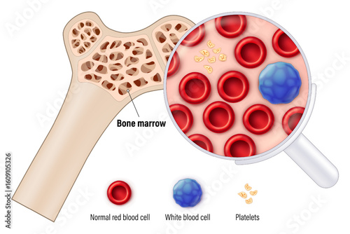 Red bone marrow. The source of red blood cells, white blood cells, and platelets. Erythrocytes. Leukocytes. Thrombocytes.