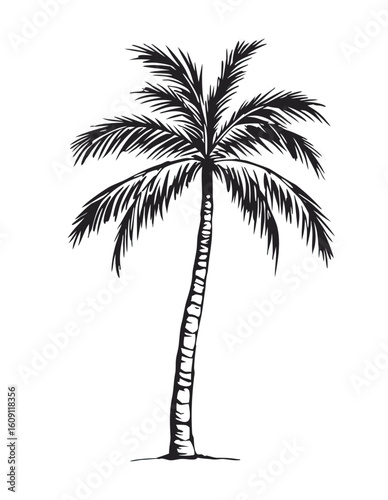Detailed sketch of a tall palm tree on a white background.