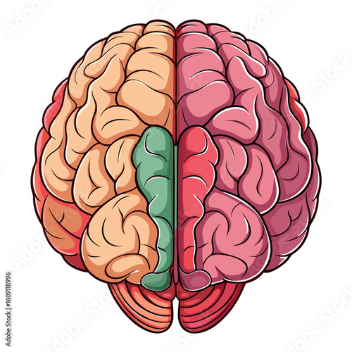 Realistic Color Vector Illustration of Human Brain with Two Hemispheres on White Background