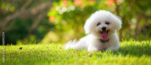 The fluffy bichon frise enjoying a sunny day on the green grass.