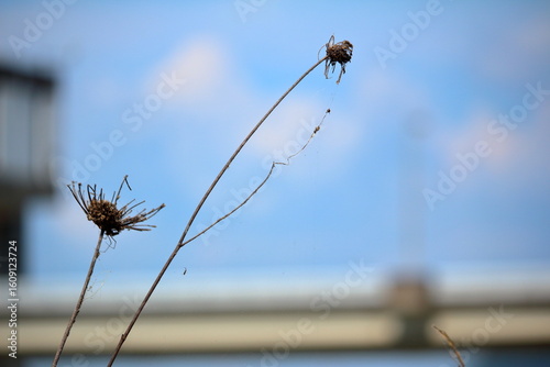 枯れてしまった植物
