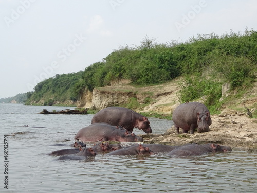 Hippos am Nil