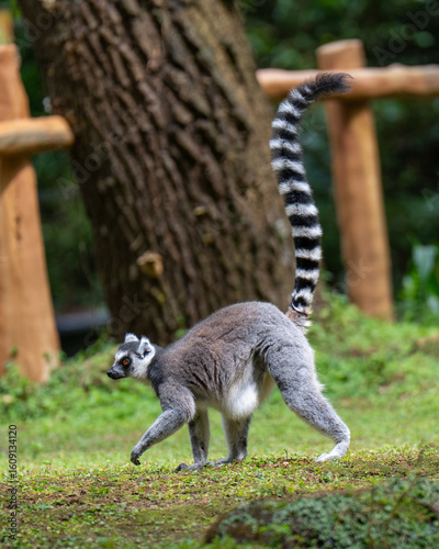 lemur on tree