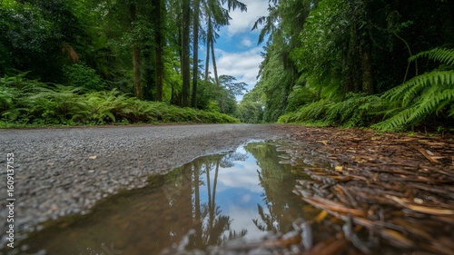 Rainforest path with a puddle reflecting the sky and trees