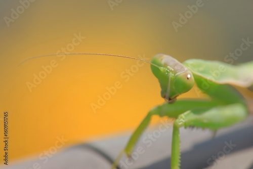 【カマキリの顏】
