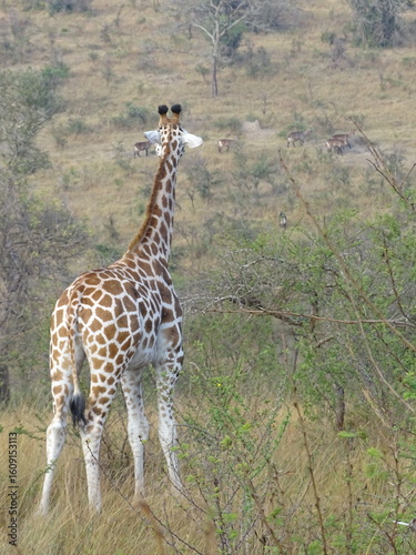 Giraffe beobachtet Wasserböcke