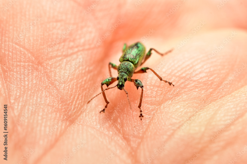 Polydrusus sericeus, a beautiful blue/green broad-nosed weevil, on a leaf in spring in the Netherlands. High quality photo Polydrusus sericeus, a beautiful blue/green broad-nosed weevil, on a leaf in spring in the Netherlands. High quality photo